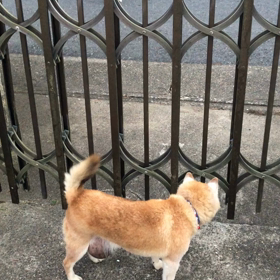 久々ワンちゃんと遭遇！の画像