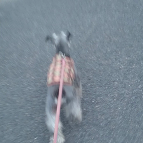 朝んぽ事情の画像