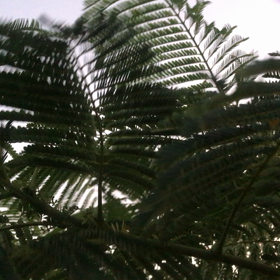 よしよしいいこいいこ。の画像