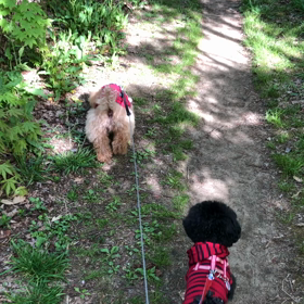 山道散歩…(￣◇￣;)の画像