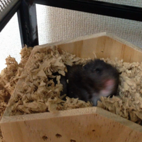 薬ジャンキー ハムちゃんの画像