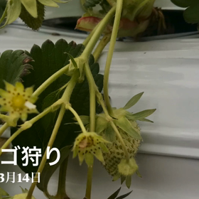 いちご狩りの画像