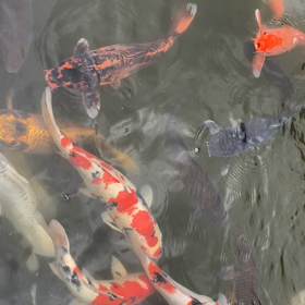 池の鯉が寄って来ましたの画像