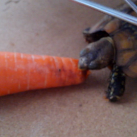 チンまで待てないの画像