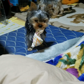 棗は遊び上手の画像