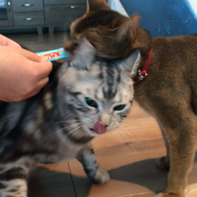 ちゅ〜るの画像