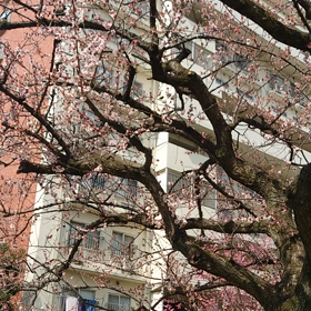 あまりに調子が良くないので主治医にの画像