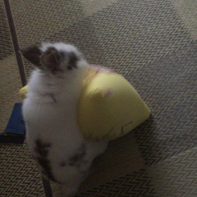 〜モコ散歩〜！  の画像