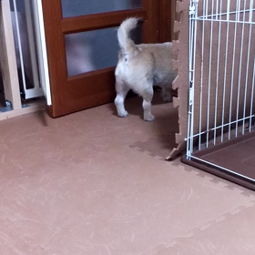 ここを開けろ！の画像