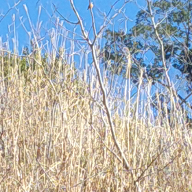 山道散歩の画像