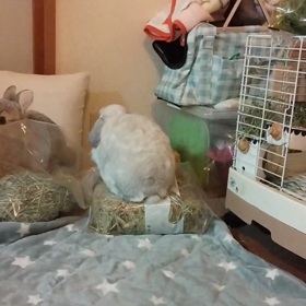 ずりりんの画像