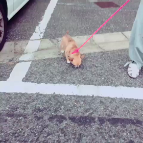 小次郎元気玉4の画像