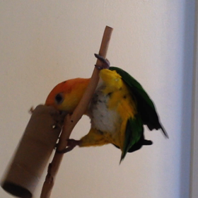 トイレットペーパーで興奮の画像