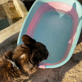 ビバエルの画像