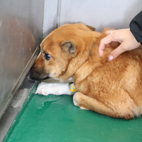 里親募集野犬子犬兄弟の画像