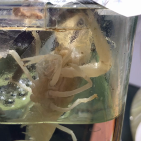 ザリガニさんの画像