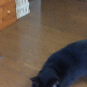 おちびーぬの画像