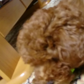 おもちゃの画像