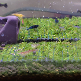 エビちゃんの画像