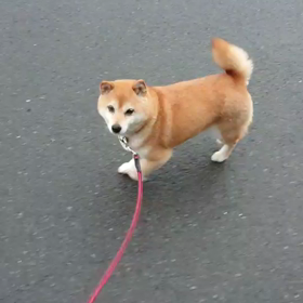 桃ちゃんのお散歩の画像