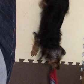 取り合いの画像