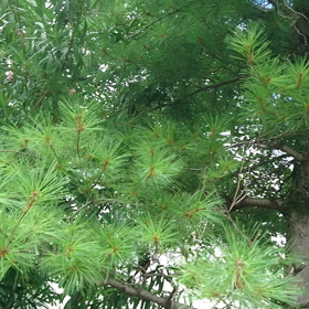 夏だねぇ～♪の画像