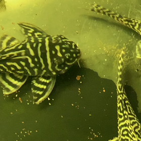 キンペコ上から動画‼️の画像