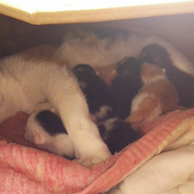 ねこ、がんばったんヽ(*´ｪ｀*)ﾉの画像