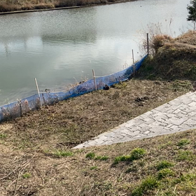 朝酌川のヌートリア（奮闘編）の画像