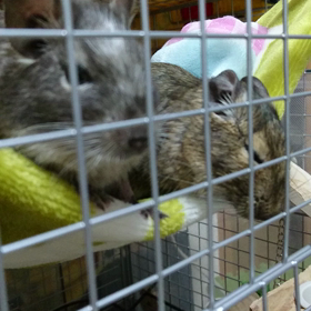 天ちゃんの寝言の横にするめさんの画像