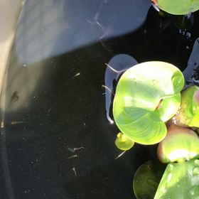 子メダカ、その後の画像