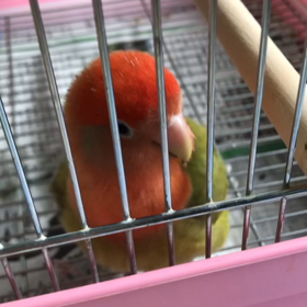 玄米一口　100回噛みの画像