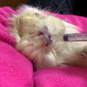うたちゃんお薬タイムの画像