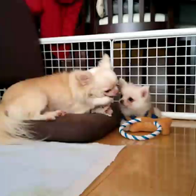 めちゃ仲良しの画像