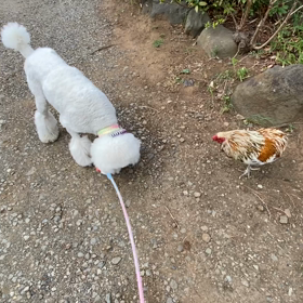 香貫山のコッコちゃんの画像
