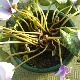 水抜けの悪さは育成に影響するの画像