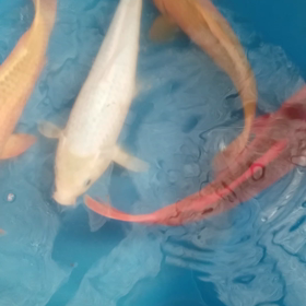 変わり5種の画像