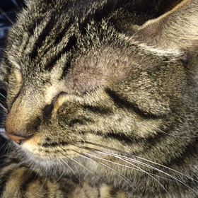 ぷぅぷぅ寝るローくん❤️の画像