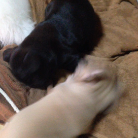 キャメロンベビーの画像