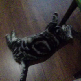 小冬さんポールダンスを舞う？の画像