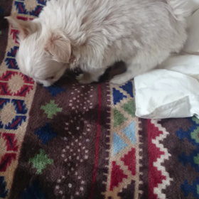 可愛くなってきたかな？の画像