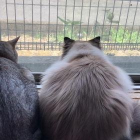 鳩見るにゃんこ達の画像