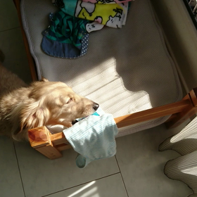 現行犯～!犬(ー。ー#)の画像