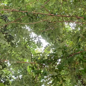 “自然と音遊び” プロジェクト vol.064！の画像