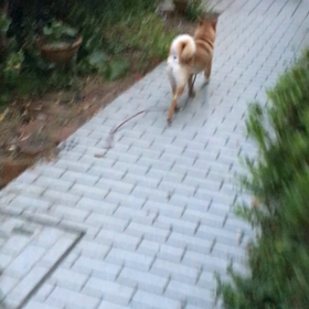 ケリ散歩前の画像