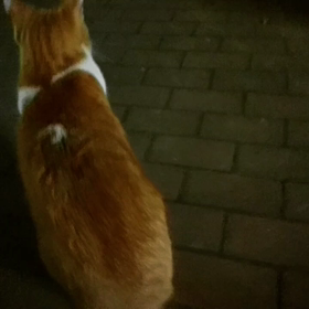 人懐っこい外猫ちゃんの画像