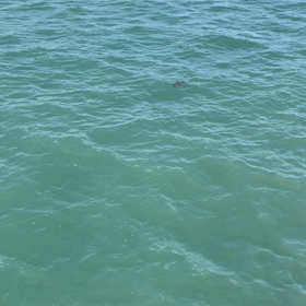 ウミガメの画像