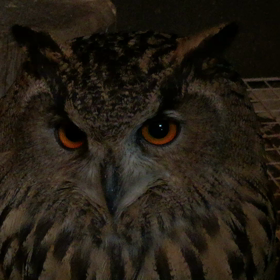 寒空のワシミミズクの画像