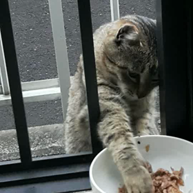 早朝のサクラ(﹡ˆ﹀ˆ﹡)♡の画像