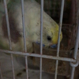 そのうが空気で膨らんだインコのおやつタイムの画像